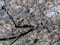 ひなた・お知らせしたよ