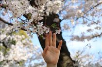 なでしこ・桜の森の満開の下