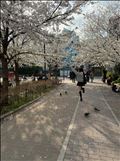 新橋の桜ちゃん