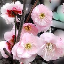 クララ・あかるい流れ