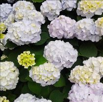 クララ・ぴったりな天気