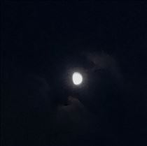 ついに見られました!