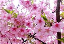 クララ・季節恒例