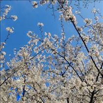 クララ・桜いきいき