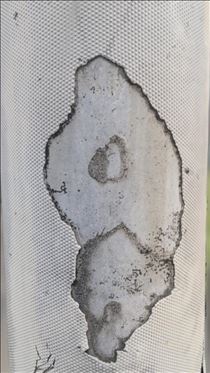 クララ・行け! クララ!!!!