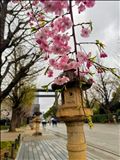 花見も…