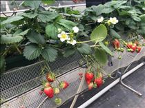 アスカ・また行きたいな