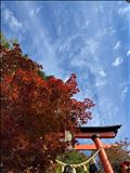 紅葉