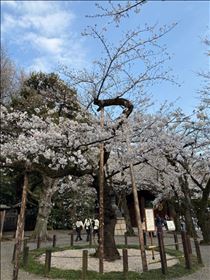 アスカ・お花見