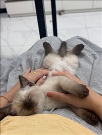 🐈