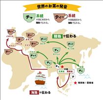 白川りん・茶🍵