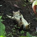🐈