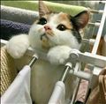 ぬこ