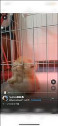 猫。
