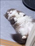 🐈