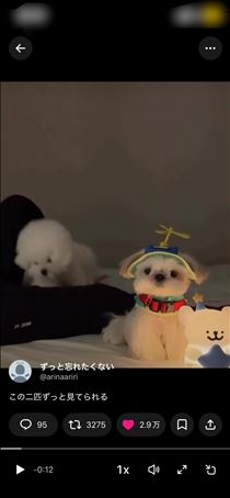 白川りん・🐕