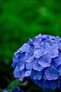 紫陽花。