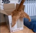 猫。