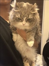 白川りん・🐈