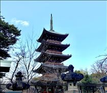 白川りん・五重塔🌸