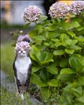 🐈