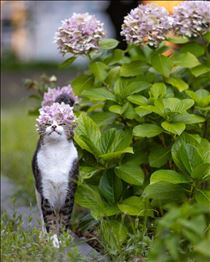 白川りん・🐈