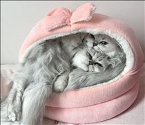白川りん・🐈
