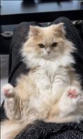 🐈
