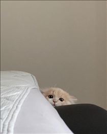 白川りん・🐈