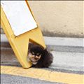 癒し