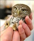 🦉