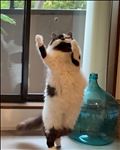 踊り子。