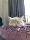 🐈‍⬛