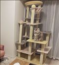 🐈