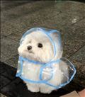 犬
