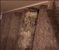 🐈