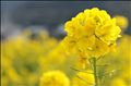 菜の花