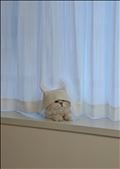 🐈
