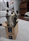 🐈