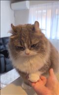 🐈
