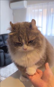 白川りん・🐈