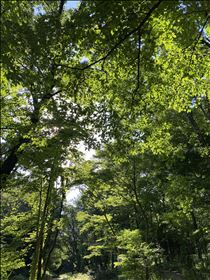 白川りん・木々🌲