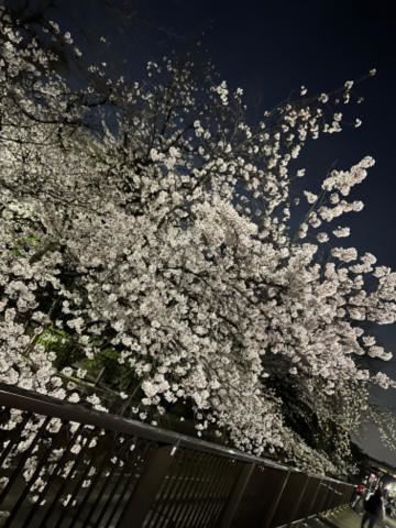 夜桜、先週のね