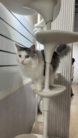 にゃんぽこ