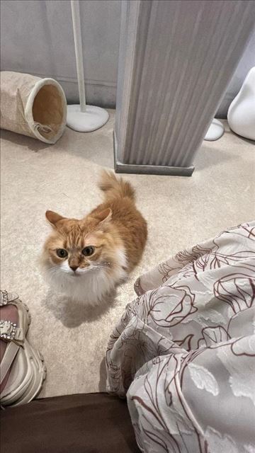 ごめん