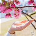 桜咲く