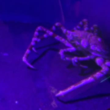 ニ??