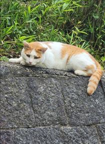 りょう・散歩！