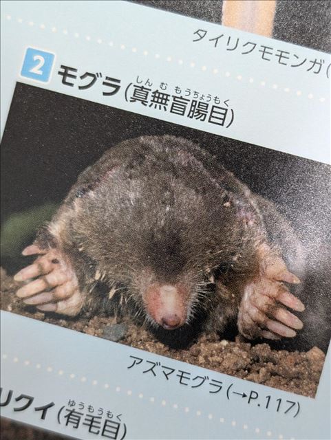 図鑑たのしい