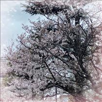 ひなの・上野もいいけど、浅草の桜も最高でした?